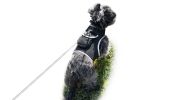 Pet Tracker Realtime GSM GPS Tracking Collars for Hunting Dogs Waterproof Size:XL