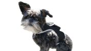 Cat Dog Tracking Collar Mount GPS Realtime Tracker Waterproof Portable Size:M