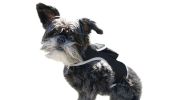 Mini GSM GPS Dog Tracking Systems with Alarm for Pet Wireless Security Size:XXL