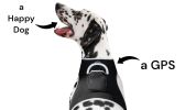 Small GPS Pet Tracking Device for Dogs Realtime GSM GPRS Surveillance Size:XS